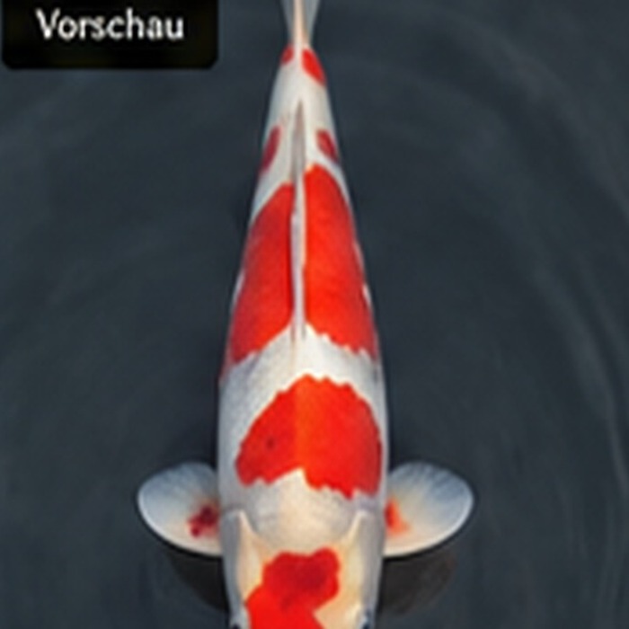 Kohaku Thumbnail 2