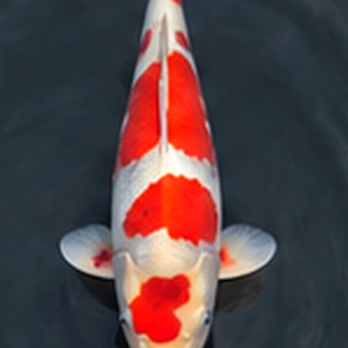 Kohaku Thumbnail 3